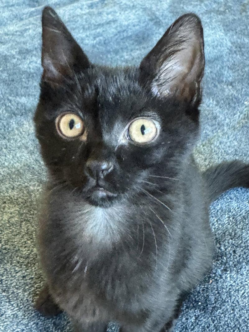Tootie, Adoptable, Kitten Female Domestic Short Hair.