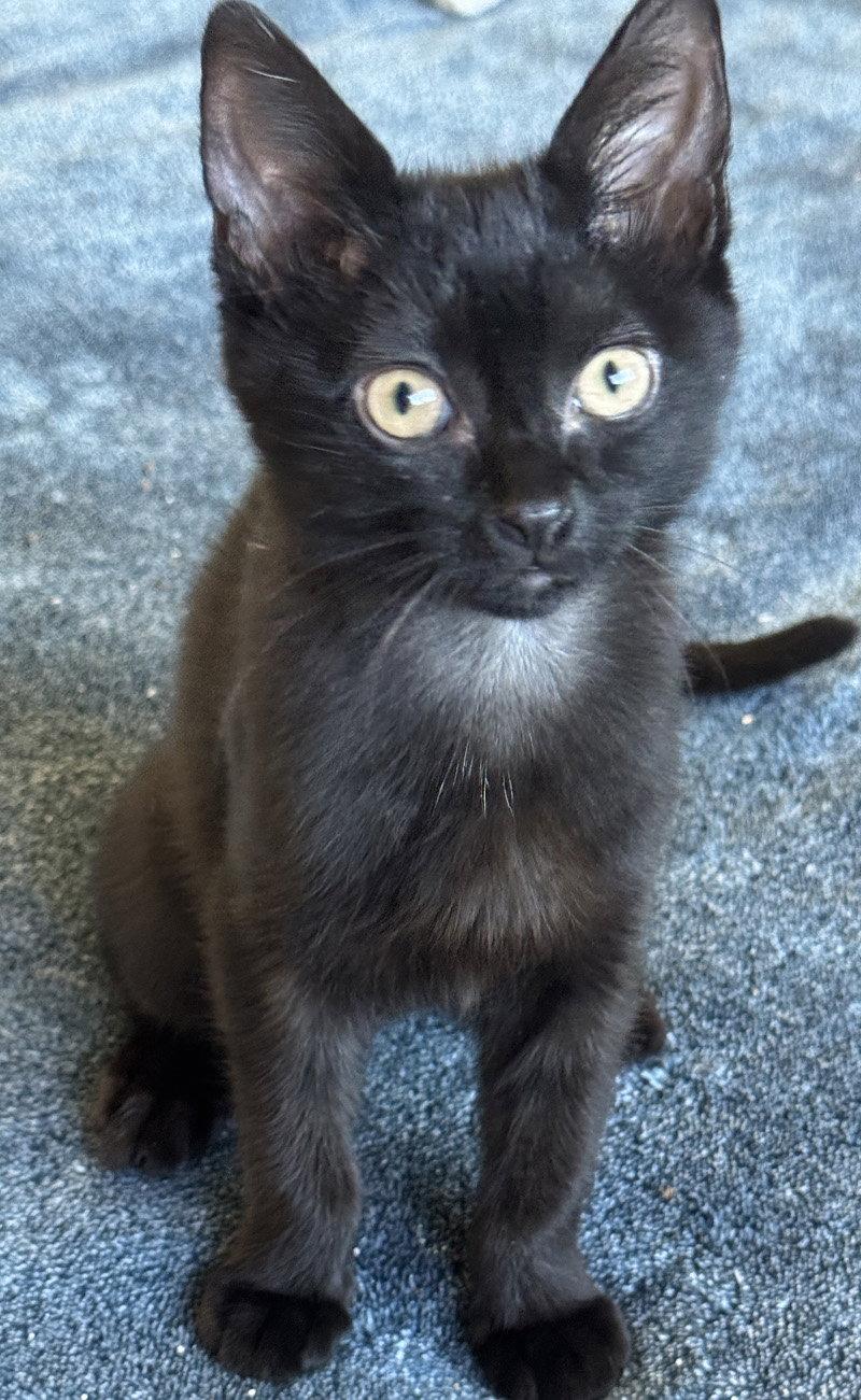 Enlarge Tootie, a Adoptable Domestic Short Hair in Ventura, CA image 2/2