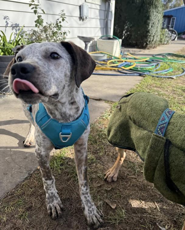Finn, ADOPTABLE, Puppy Male Catahoula Leopard Dog & Bluetick Coonhound.