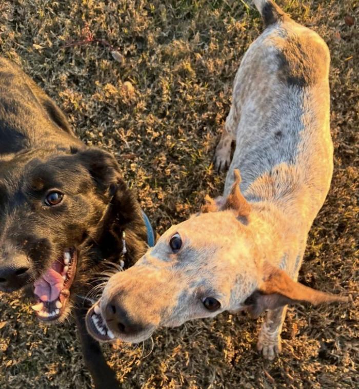 Enlarge Finn, a ADOPTABLE mixed breed in Davis, CA image 6/6