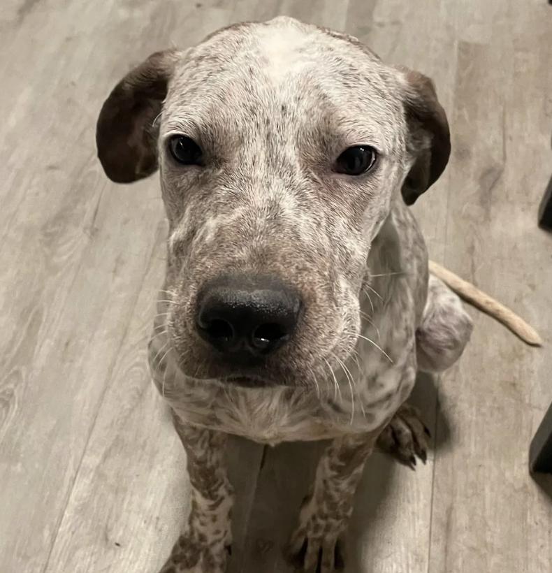 Enlarge Finn, a ADOPTABLE mixed breed in Davis, CA image 4/6