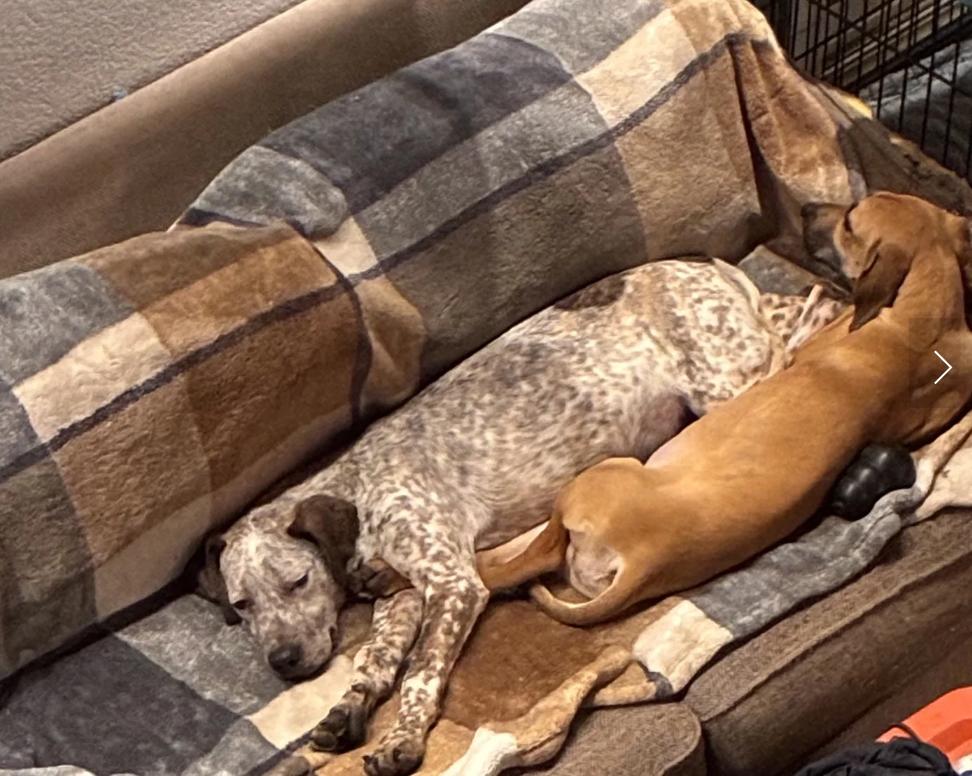 Enlarge Finn, a ADOPTABLE mixed breed in Davis, CA image 5/6