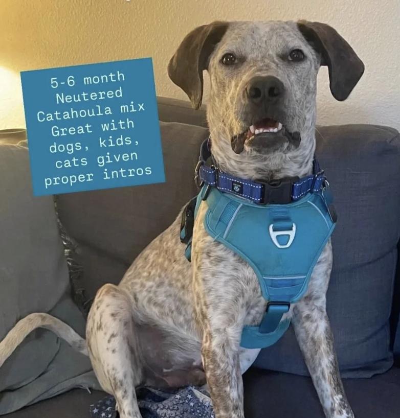 Finn, ADOPTABLE, Puppy Male Catahoula Leopard Dog & Bluetick Coonhound.