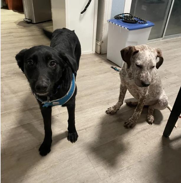 Enlarge Finn, a ADOPTABLE mixed breed in Davis, CA image 2/6