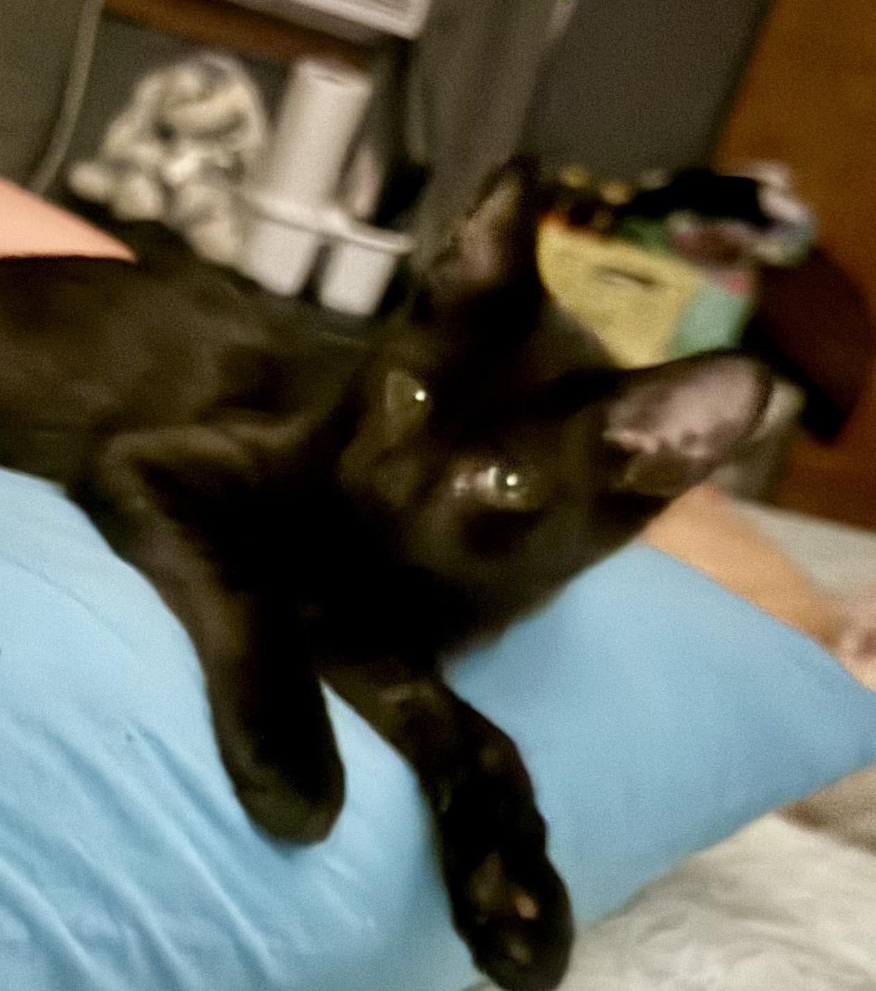 Spider, Adoptable, Young Male Domestic Short Hair.