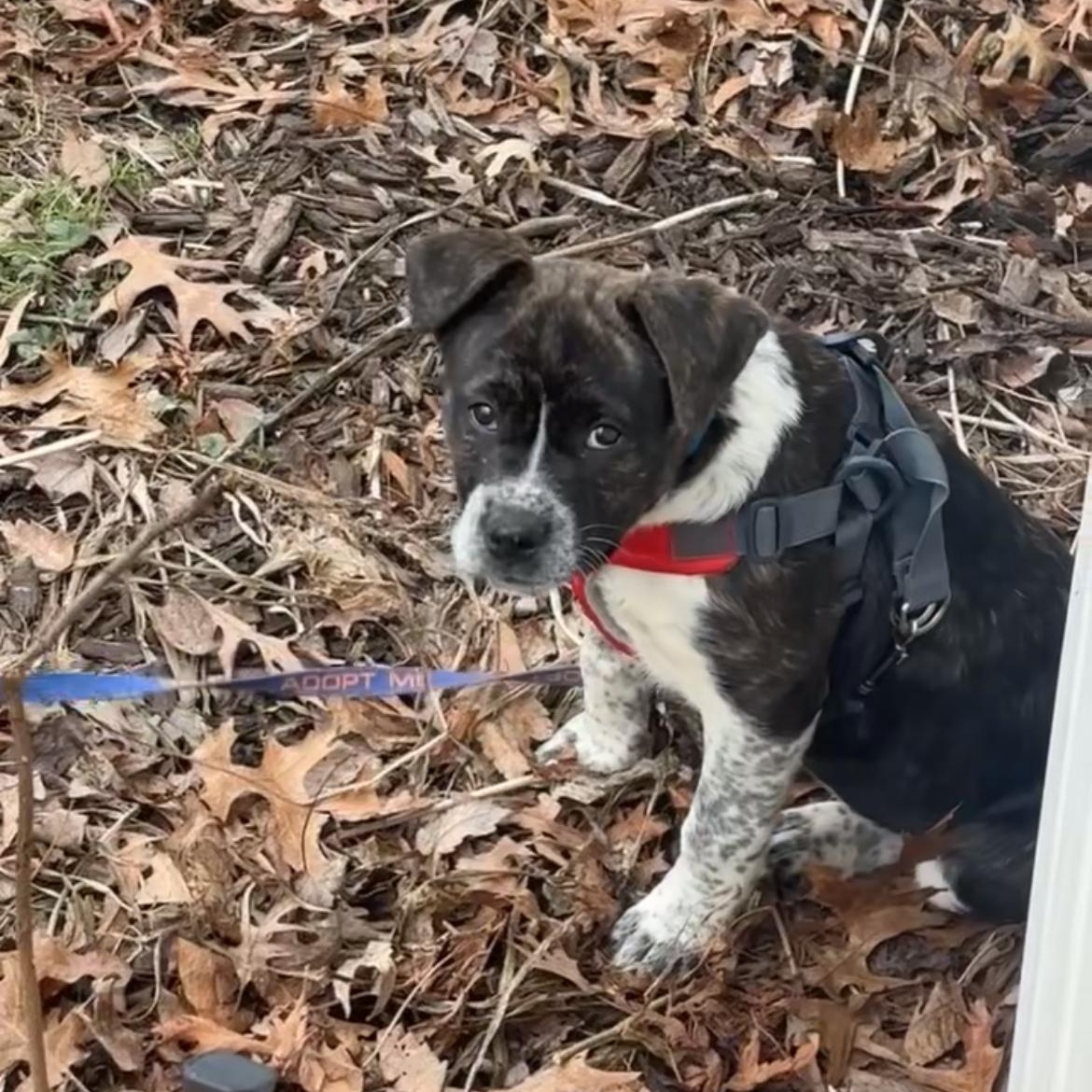 Cheesecake, Adoptable, Puppy Female Hound.