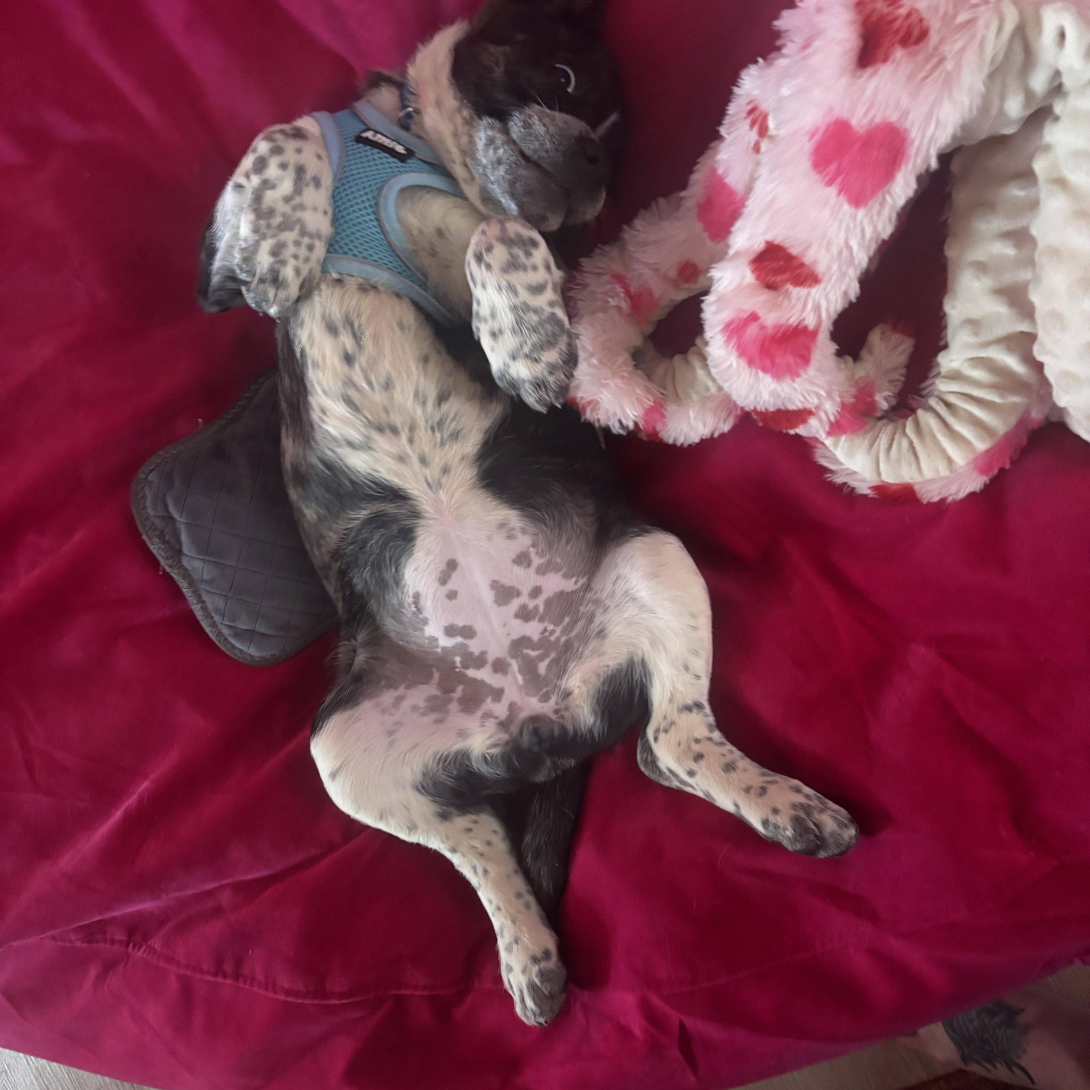 Enlarge Cheesecake, a Adoptable mixed breed in Columbia, MD image 3/3