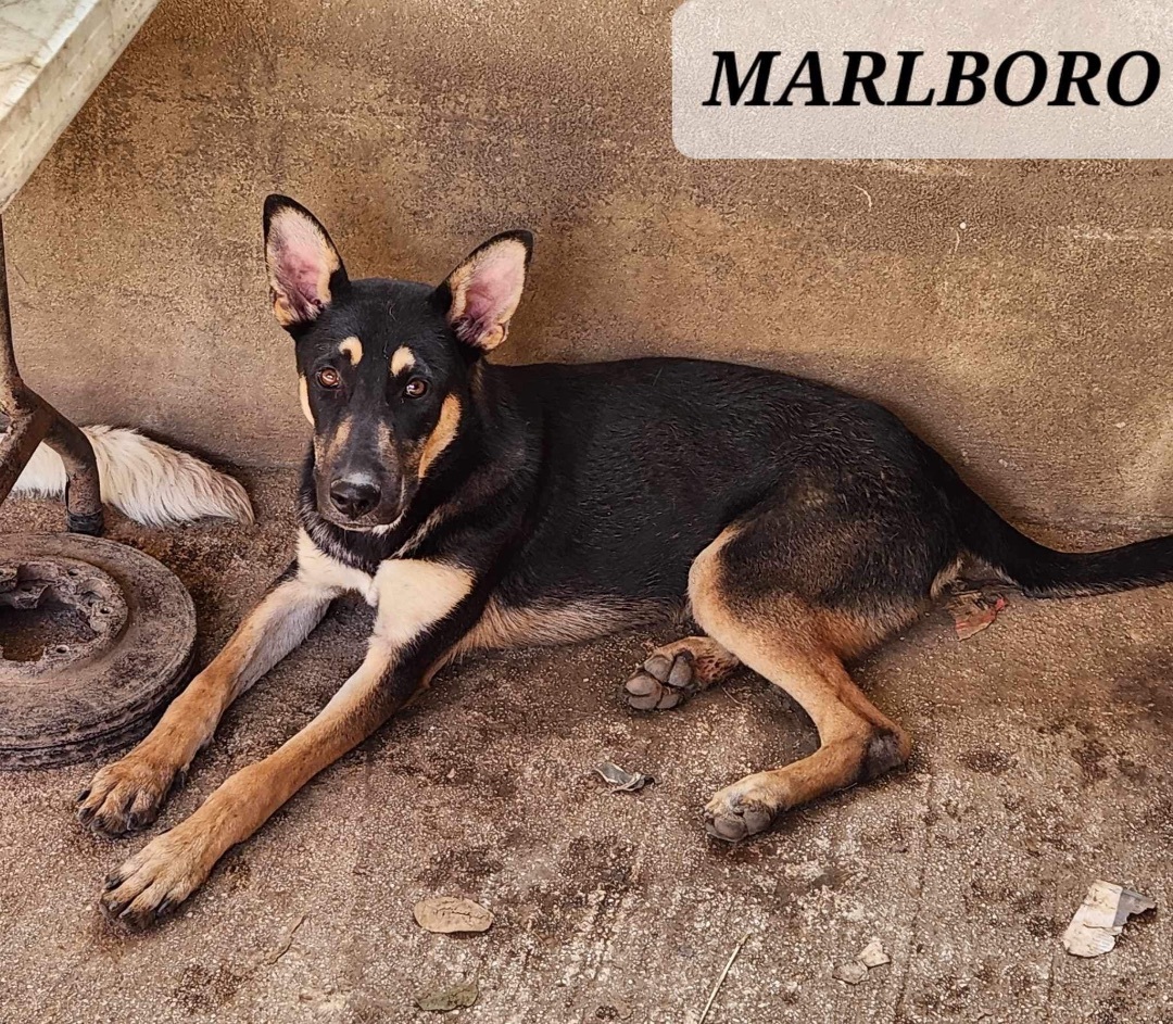 Marlboro thumbnail 2