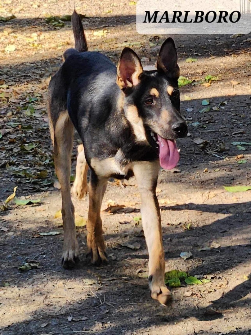 Marlboro thumbnail 3