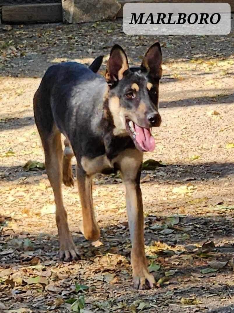 Marlboro thumbnail 5