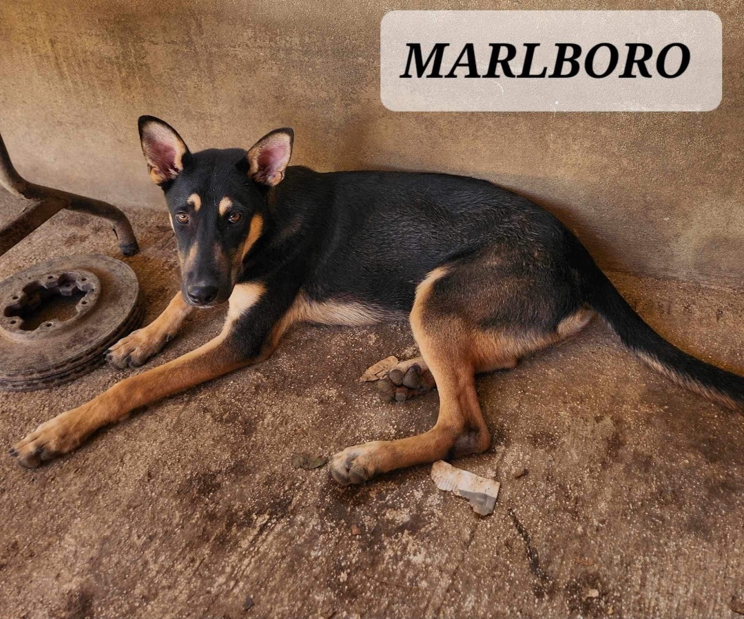 Marlboro thumbnail 6