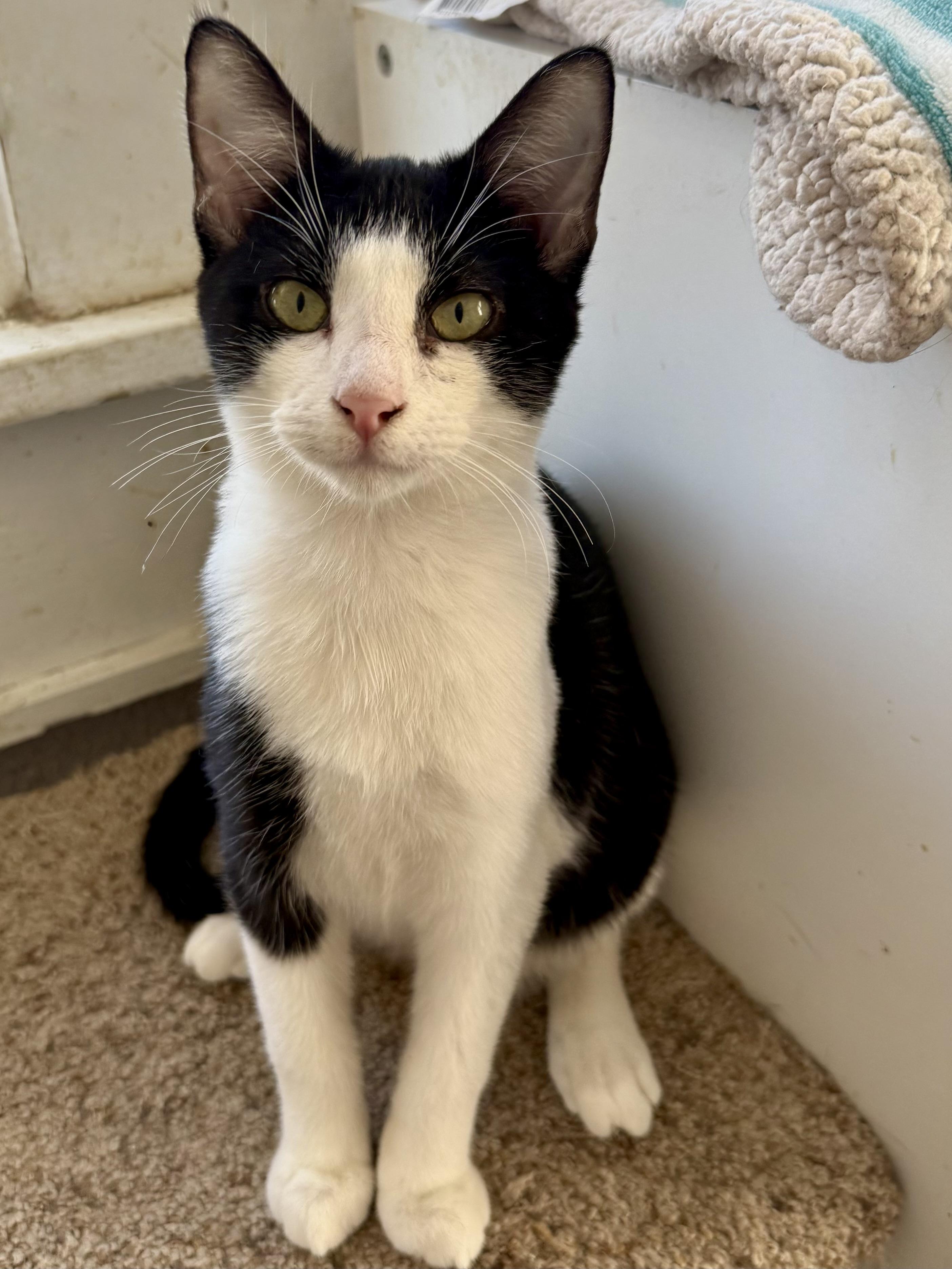 Enlarge Figaro, a ADOPTABLE Domestic Short Hair in Shreveport, LA image 1/1