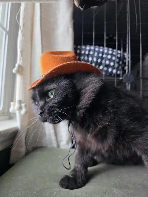Augustus, Adoptable, Young Male Domestic Long Hair.