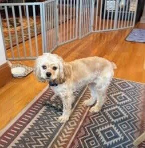 Chick Pea, Adoptable, Adult Female Cocker Spaniel.