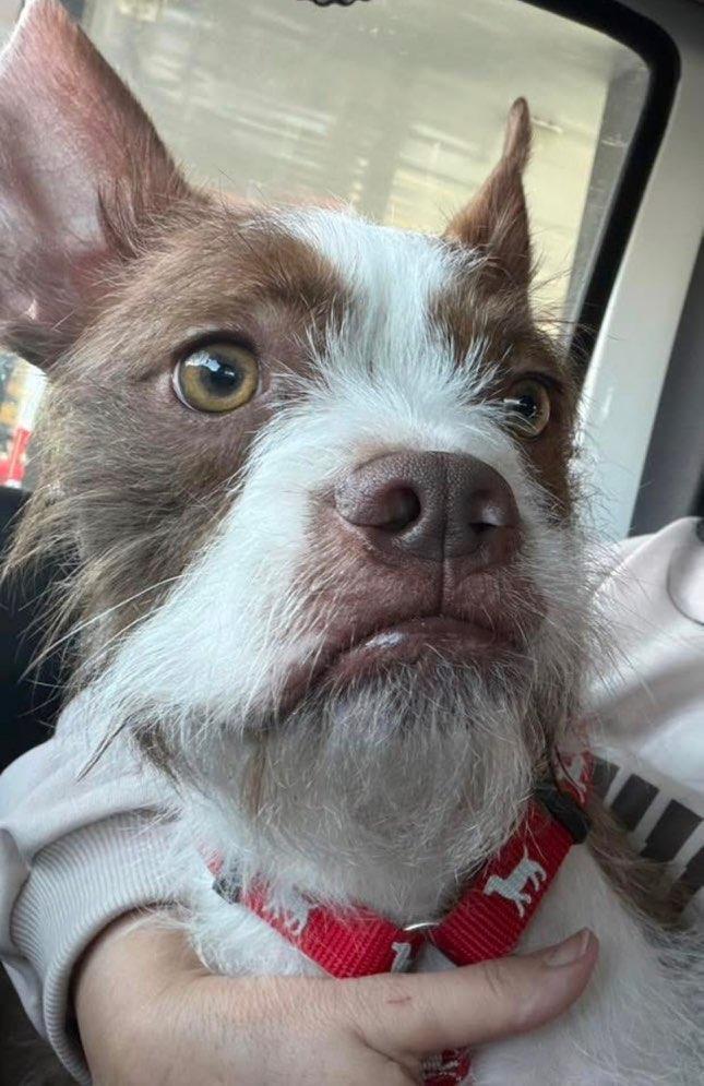 Enlarge Lobo in NE, a ADOPTABLE mixed breed in Elkhorn, NE image 5/5