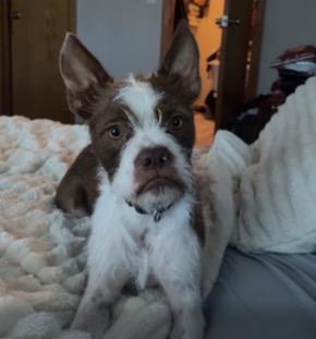 Lobo in NE, ADOPTABLE, Young Male Boston Terrier.