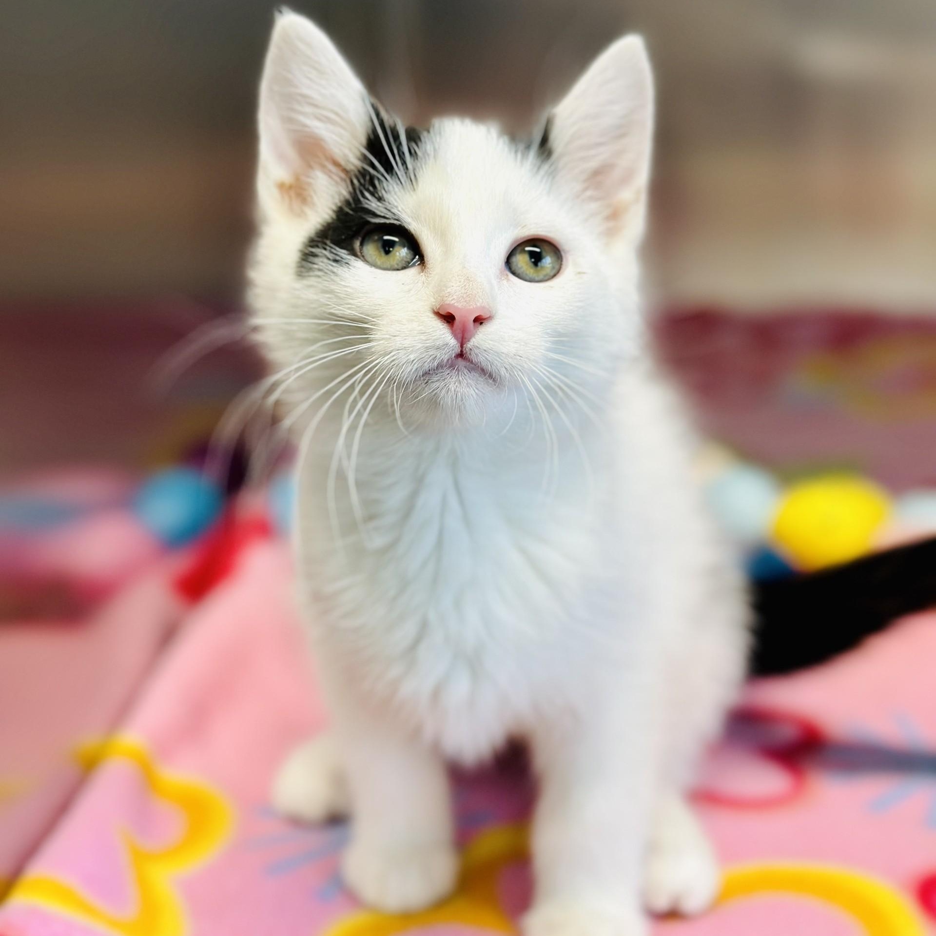 Enlarge Judith , an adopted Domestic Short Hair in Jackson, NJ image 1/2