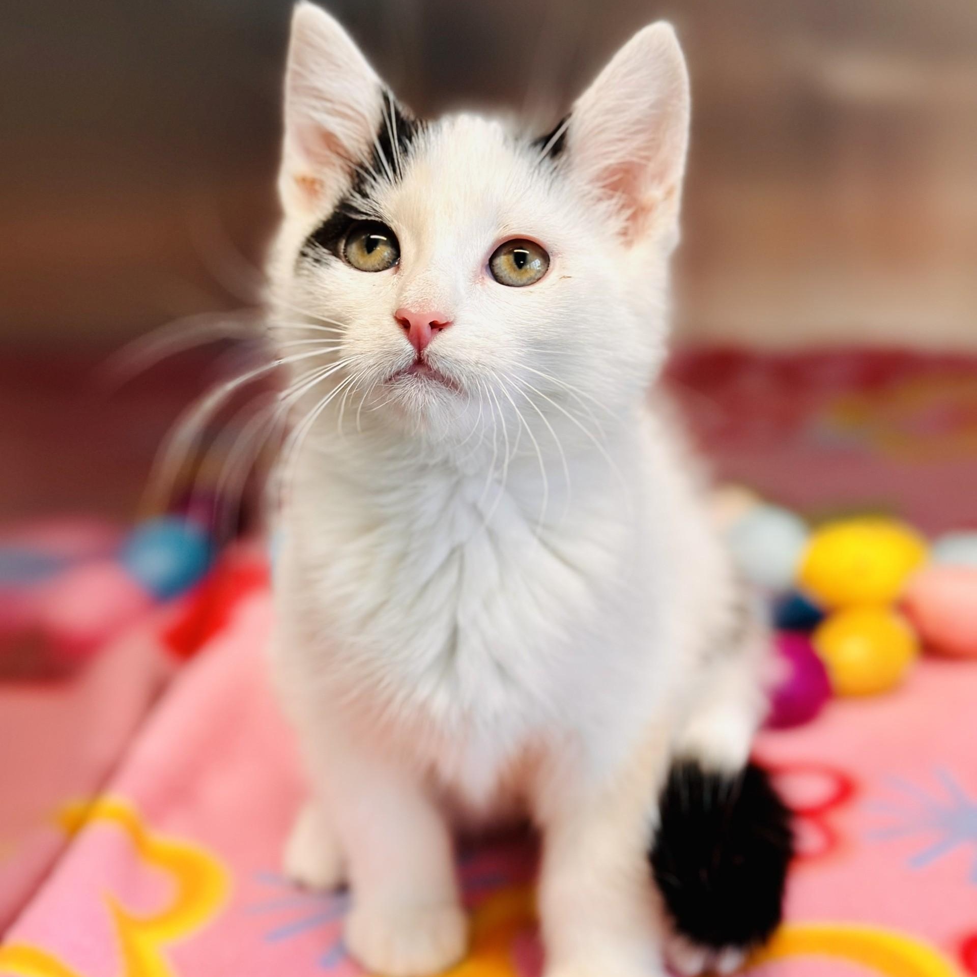 Enlarge Judith , an adopted Domestic Short Hair in Jackson, NJ image 2/2