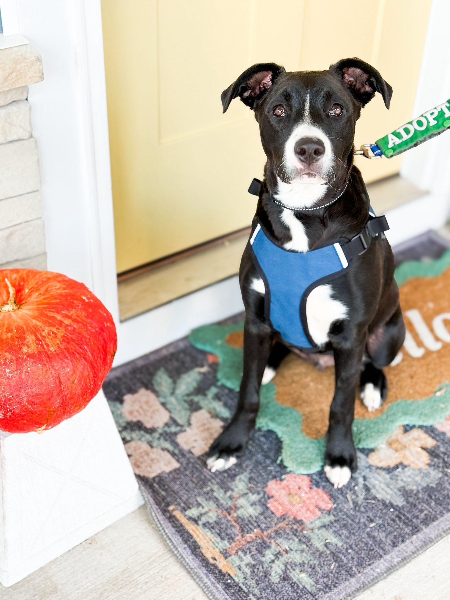 Ghirardelli, a Adoptable Terrier in Greenville, SC image 1/3
