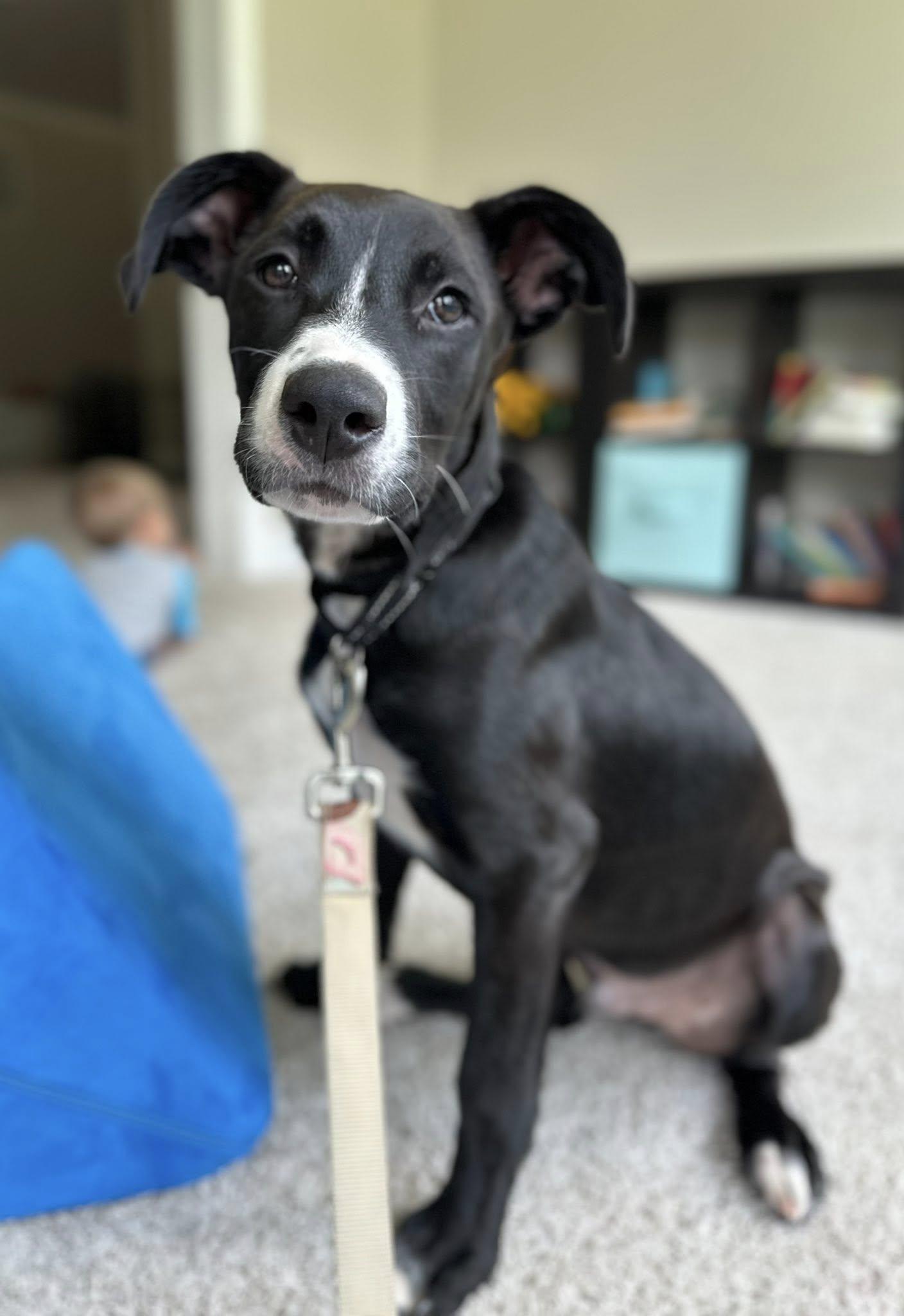 Ghirardelli, a Adoptable Terrier in Greenville, SC image 2/3