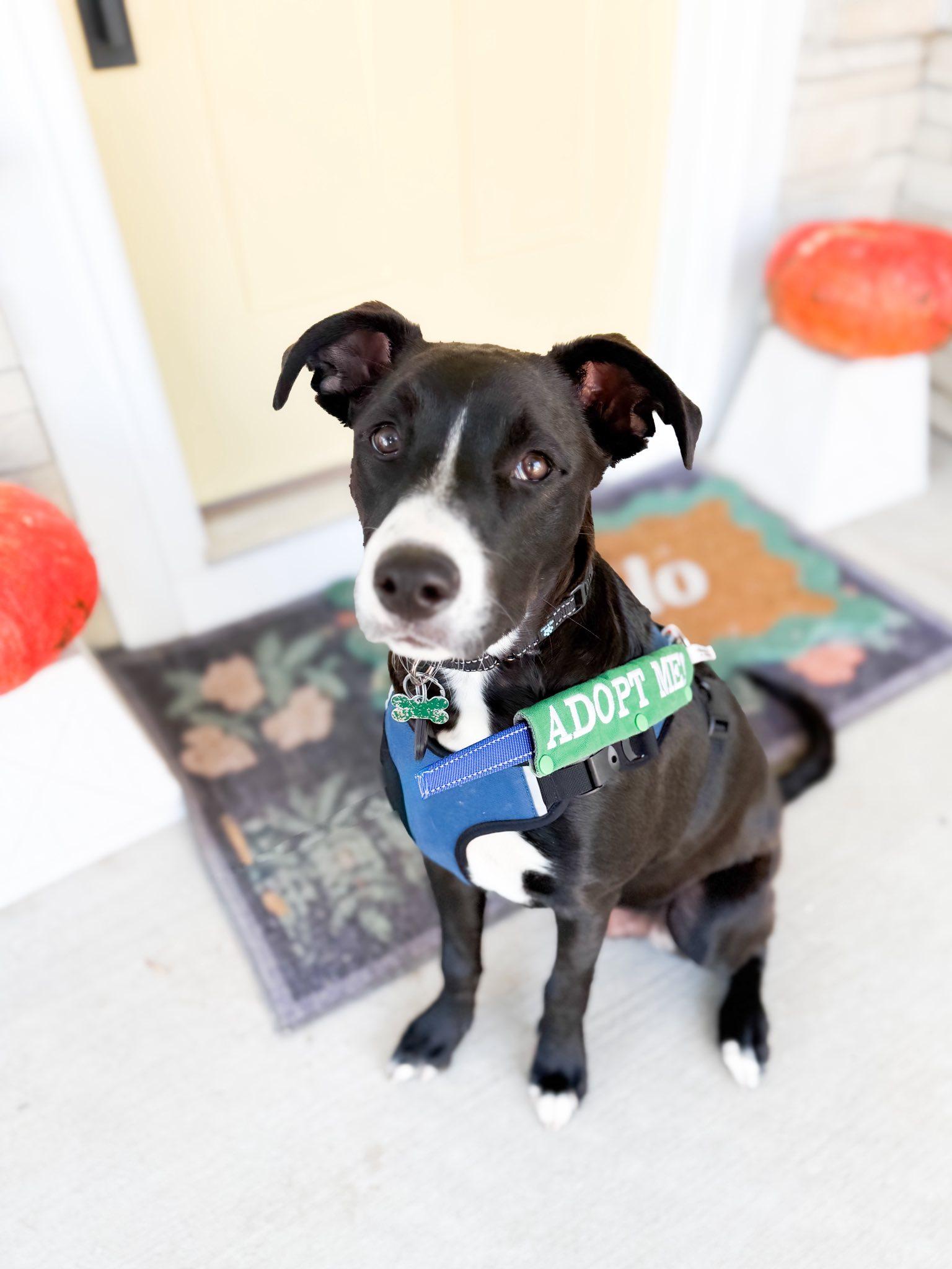 Ghirardelli, a Adoptable Terrier in Greenville, SC image 3/3