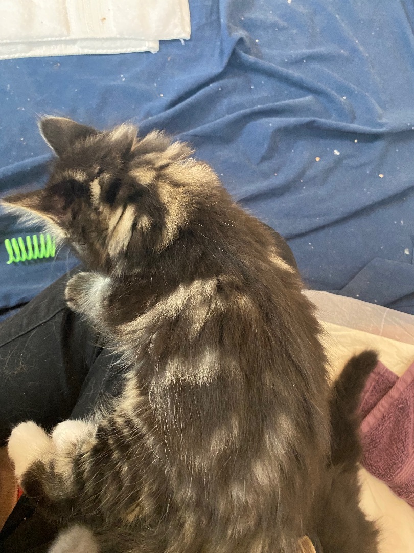 Enlarge Samantha , a Adopted Domestic Long Hair in Livonia, MI image 1/4