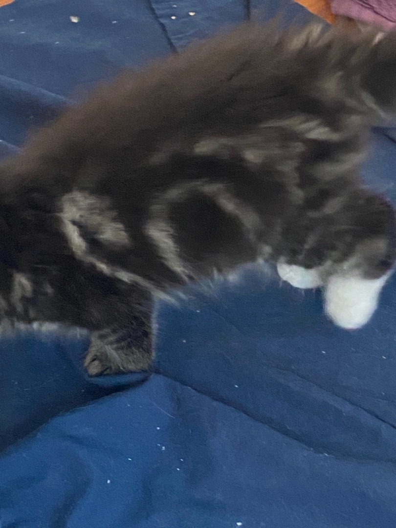 Enlarge Samantha , a Adopted Domestic Long Hair in Livonia, MI image 2/4