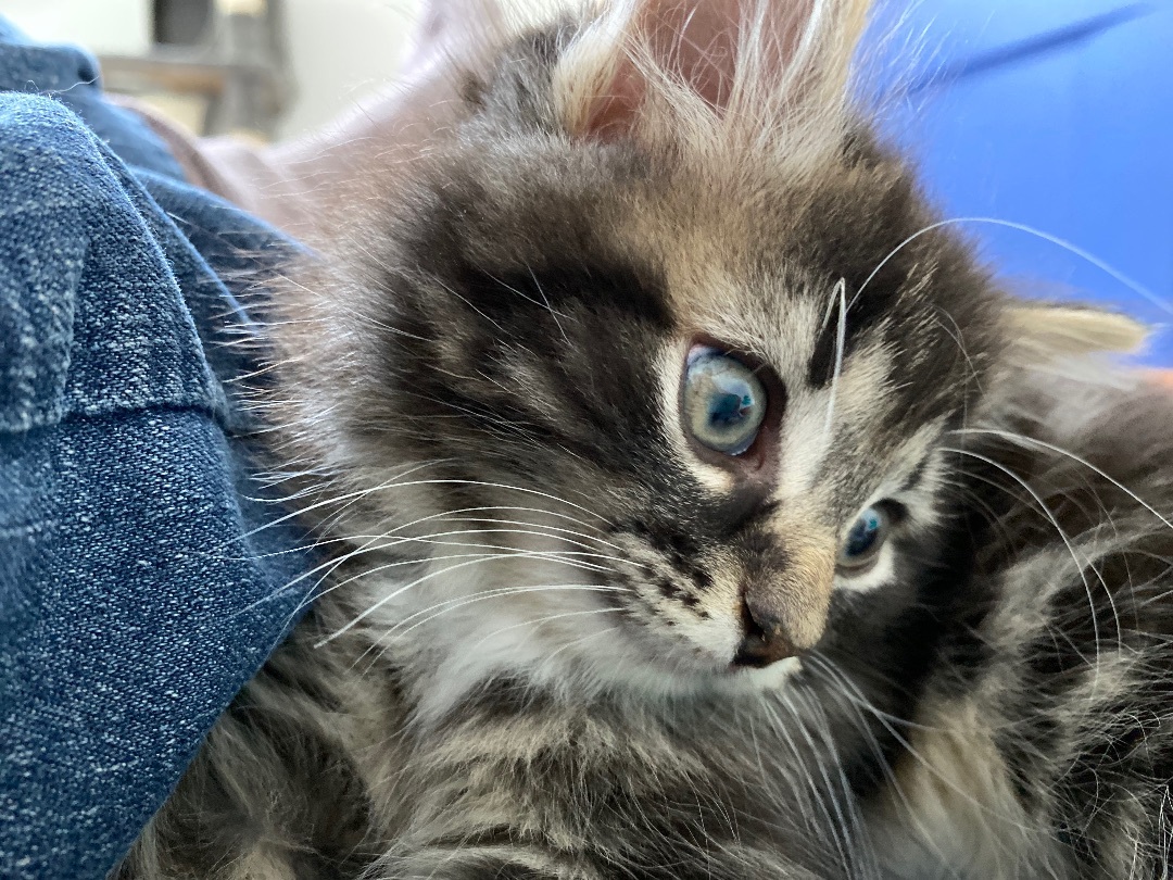 Enlarge Samantha , a Adopted Domestic Long Hair in Livonia, MI image 3/4