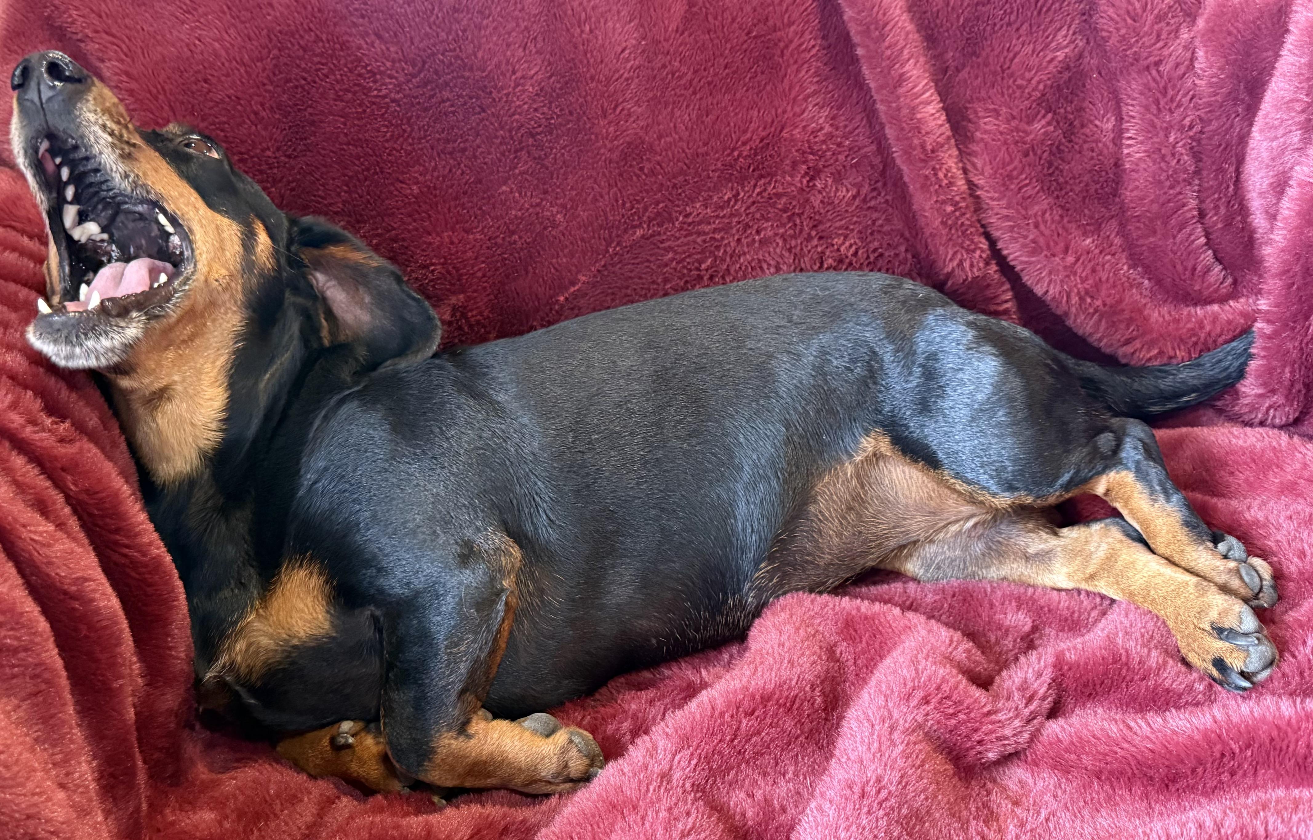 Enlarge Queen Ween, a ADOPTABLE Dachshund in Kerrville, TX image 3/3