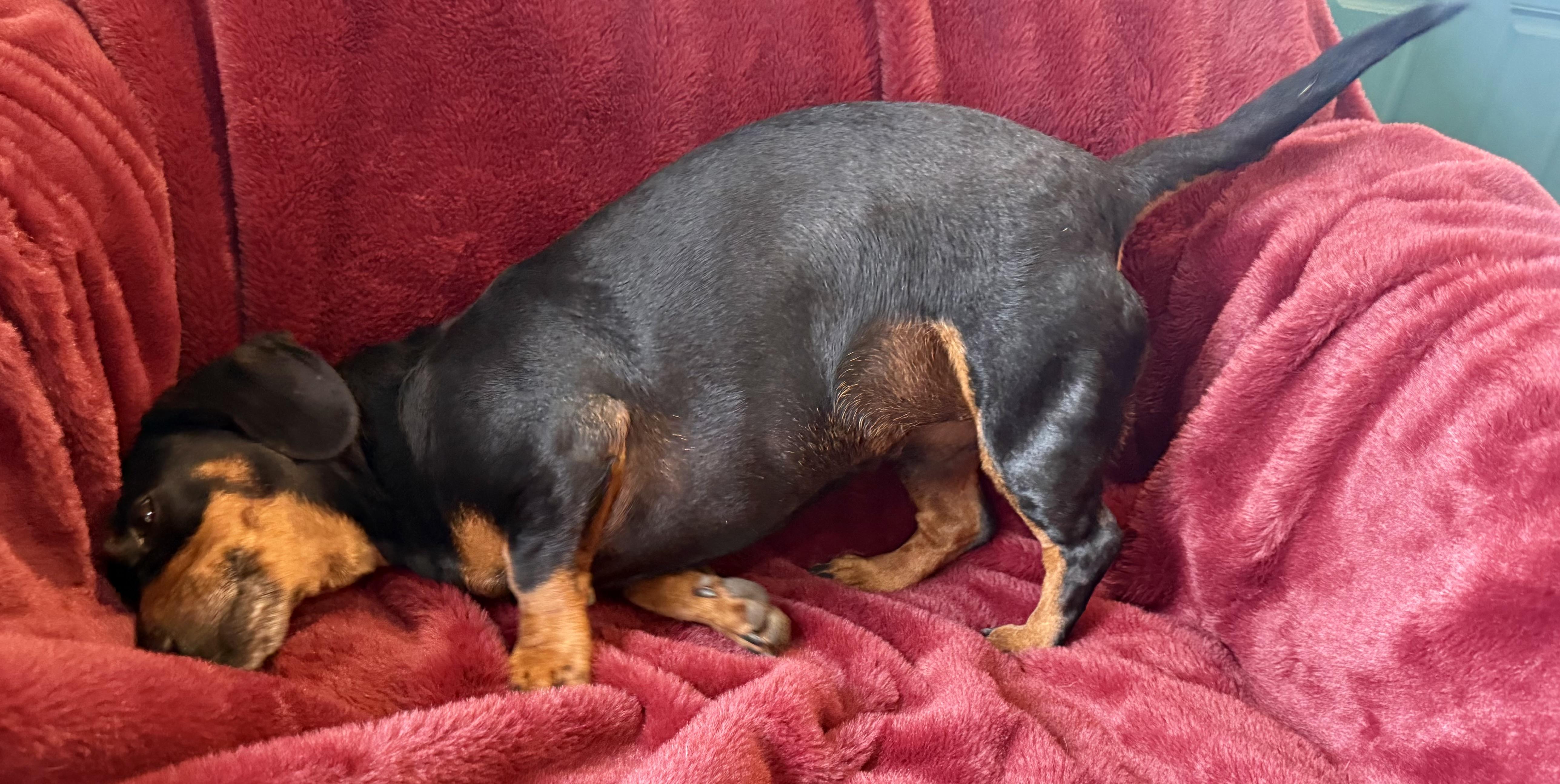 Enlarge Queen Ween, a ADOPTABLE Dachshund in Kerrville, TX image 2/3