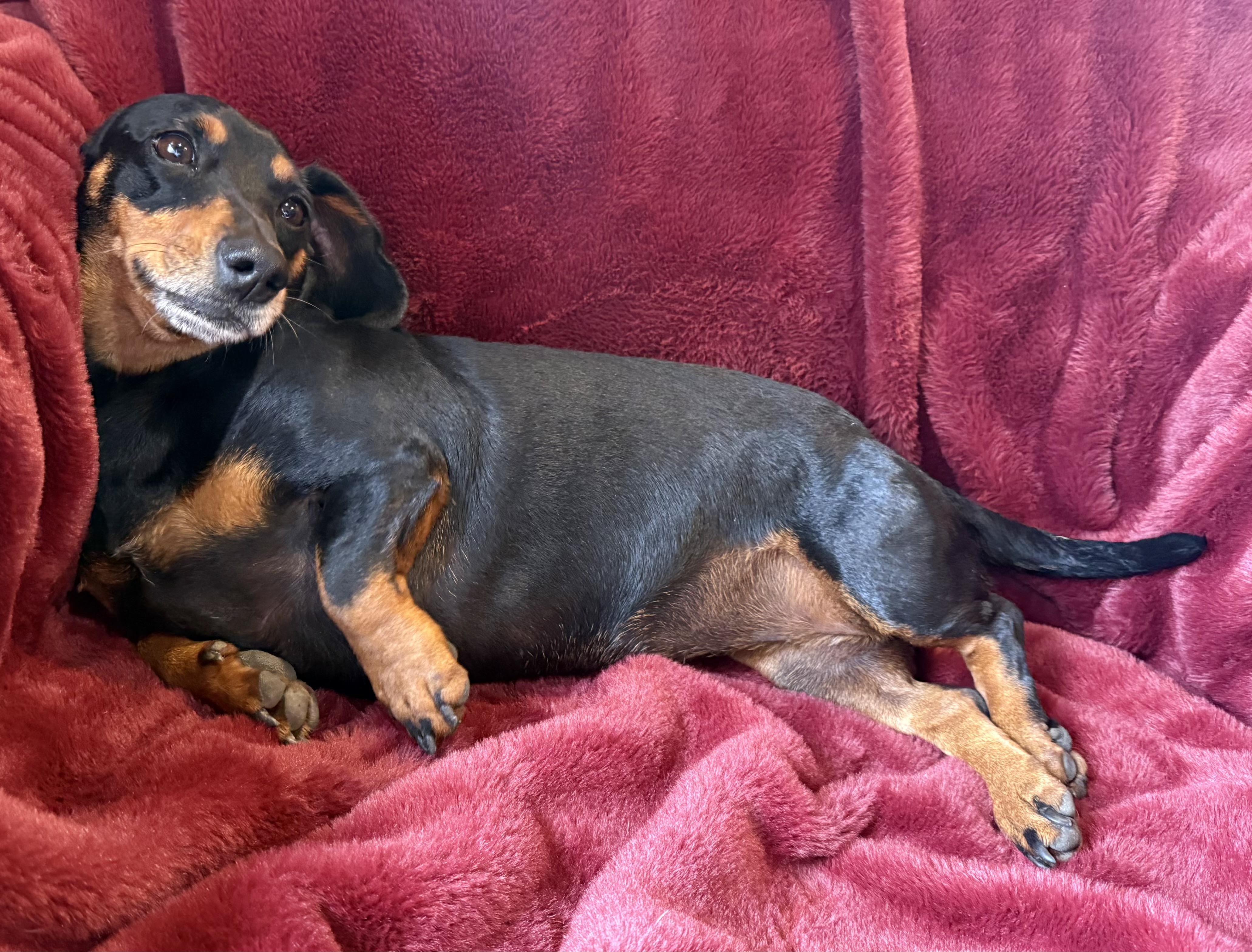 Enlarge Queen Ween, a ADOPTABLE Dachshund in Kerrville, TX image 1/3