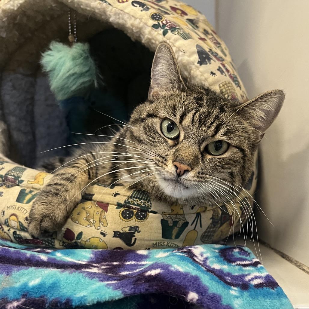 Enlarge Myla, a Adoptable Domestic Medium Hair in Hinsdale, IL image 1/1