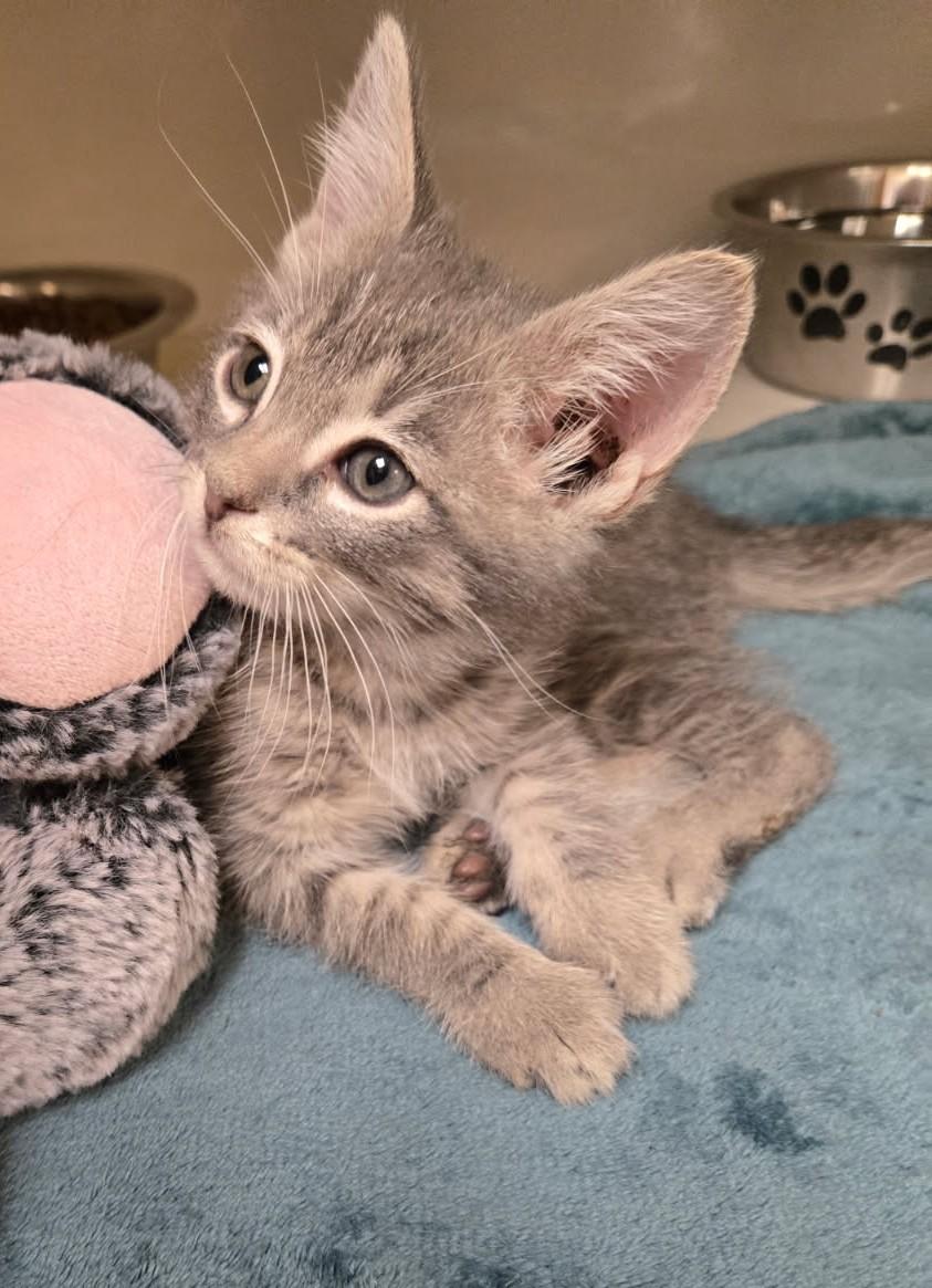 Jack Silver, an adoptable Domestic Short Hair in Larned, KS, 67550 | Photo Image 1