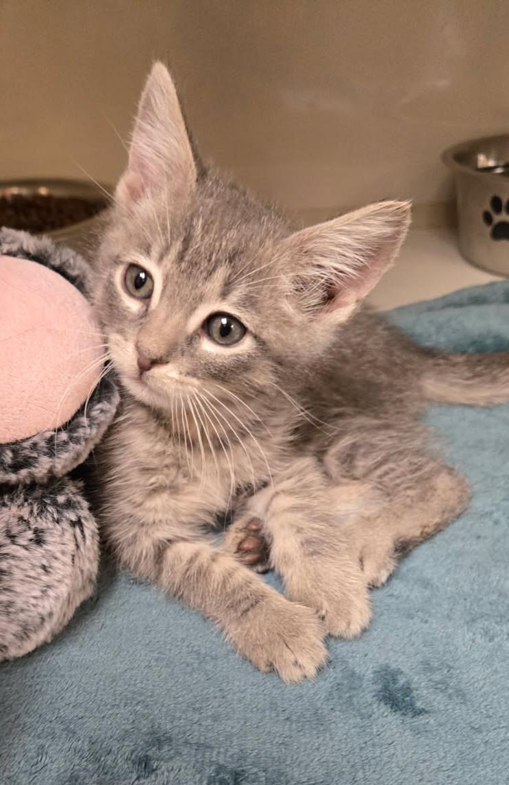 Jack Silver, an adoptable Domestic Short Hair in Larned, KS, 67550 | Photo Image 2