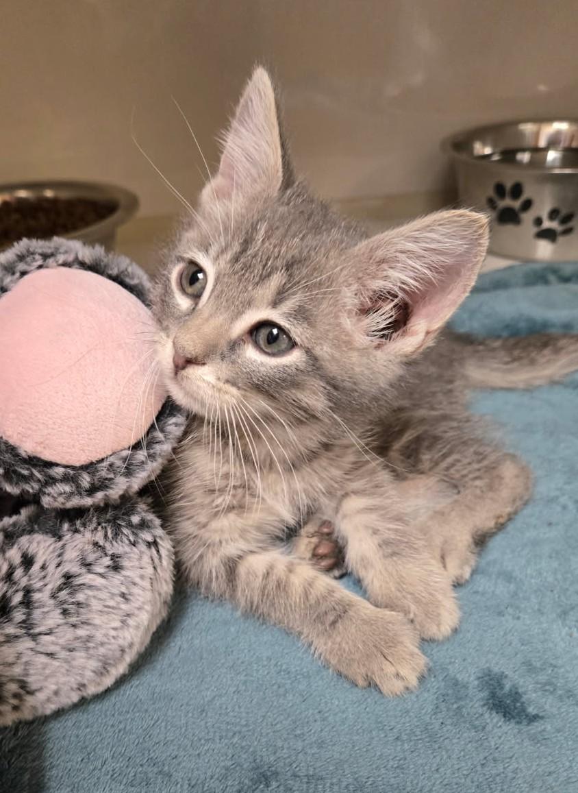 Jack Silver, an adoptable Domestic Short Hair in Larned, KS, 67550 | Photo Image 3