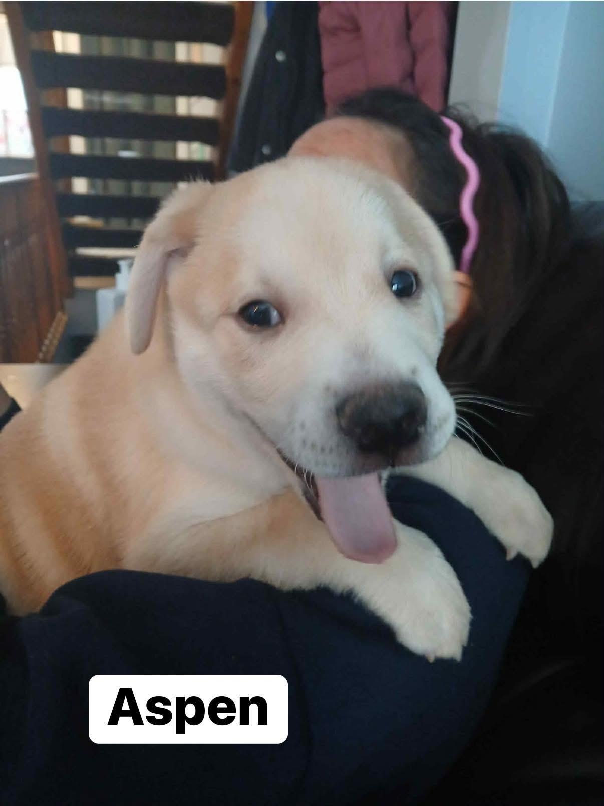 Aspen, a ADOPTABLE mixed breed in Elburn, IL image 4/4