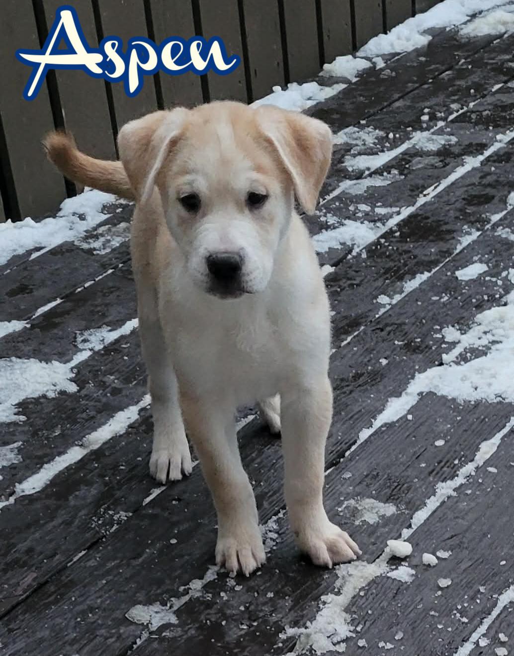 Aspen, a ADOPTABLE mixed breed in Elburn, IL image 2/4