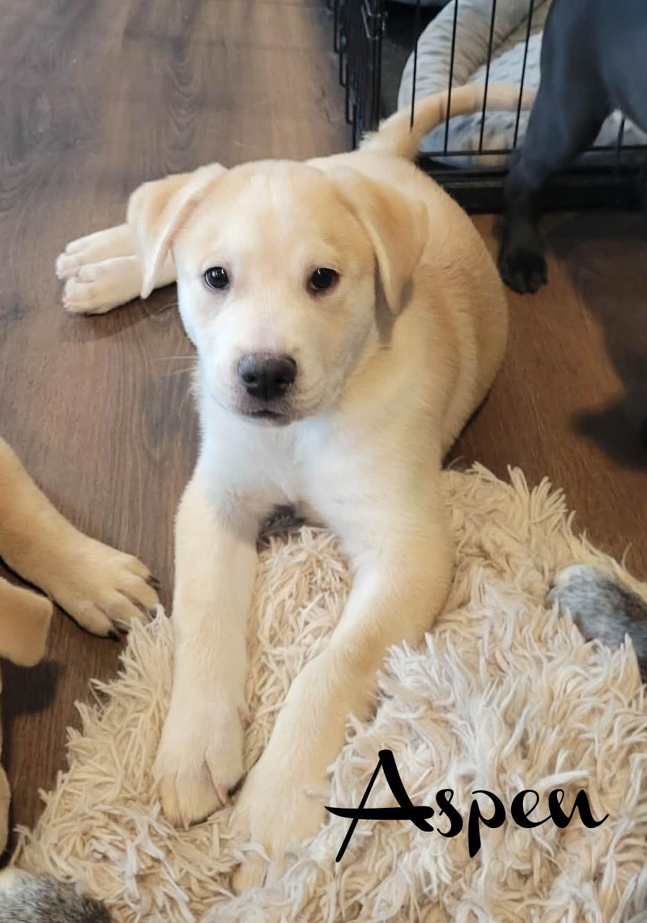 Aspen, ADOPTABLE, Puppy Male Labrador Retriever & Husky.