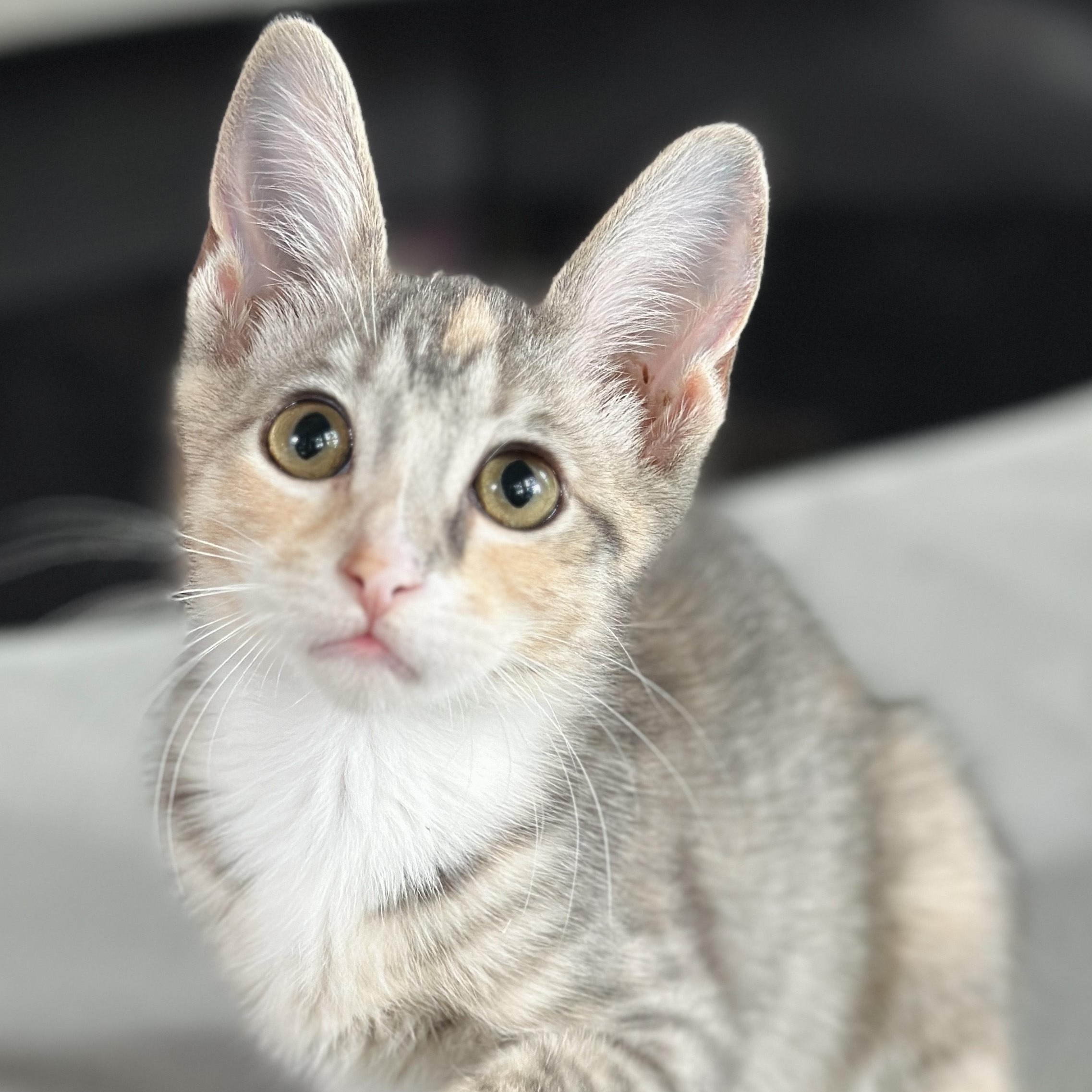 Dove (& Diva), a Adoptable Domestic Short Hair in Chicago, IL image 2/6