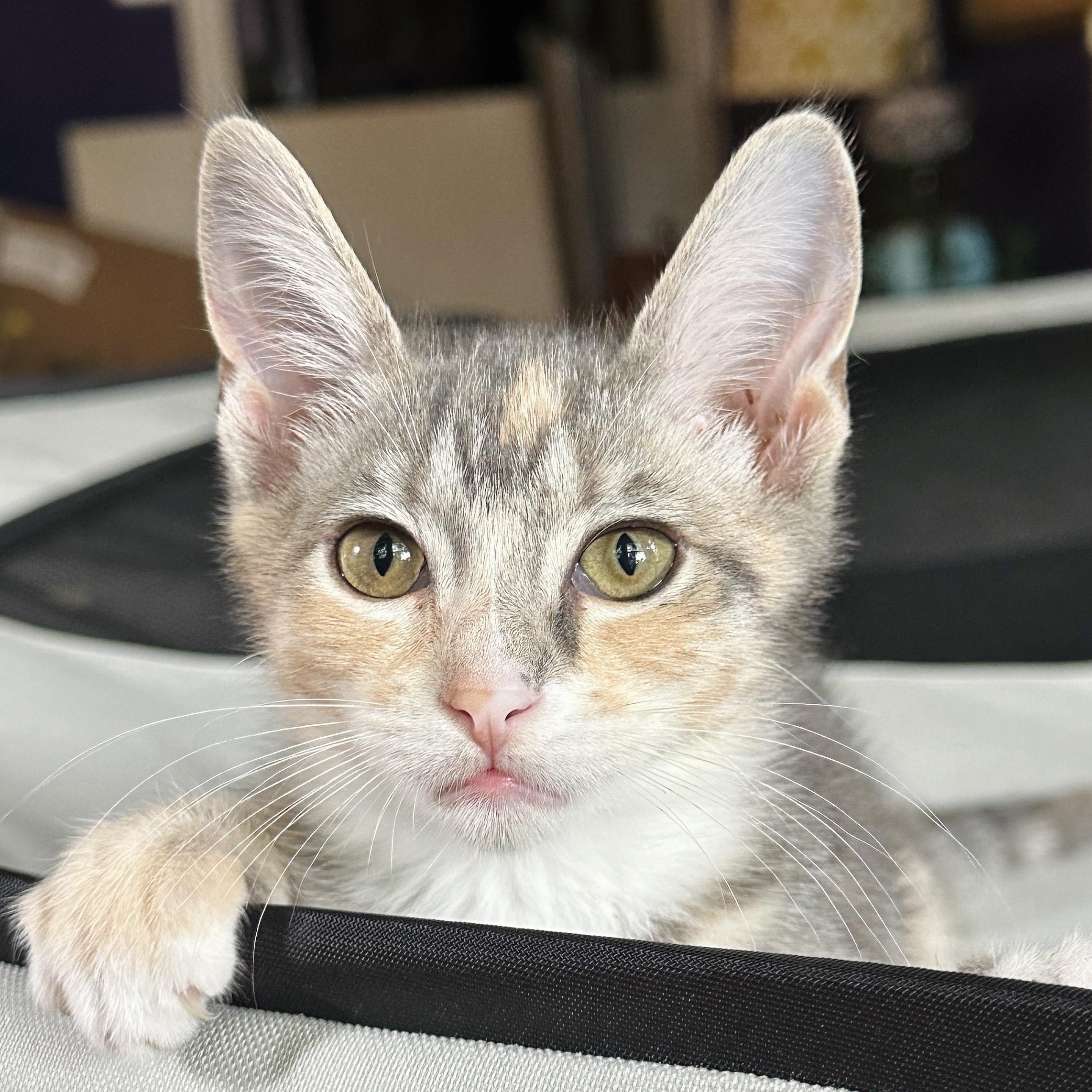 Dove (& Diva), a Adoptable Domestic Short Hair in Chicago, IL image 3/6