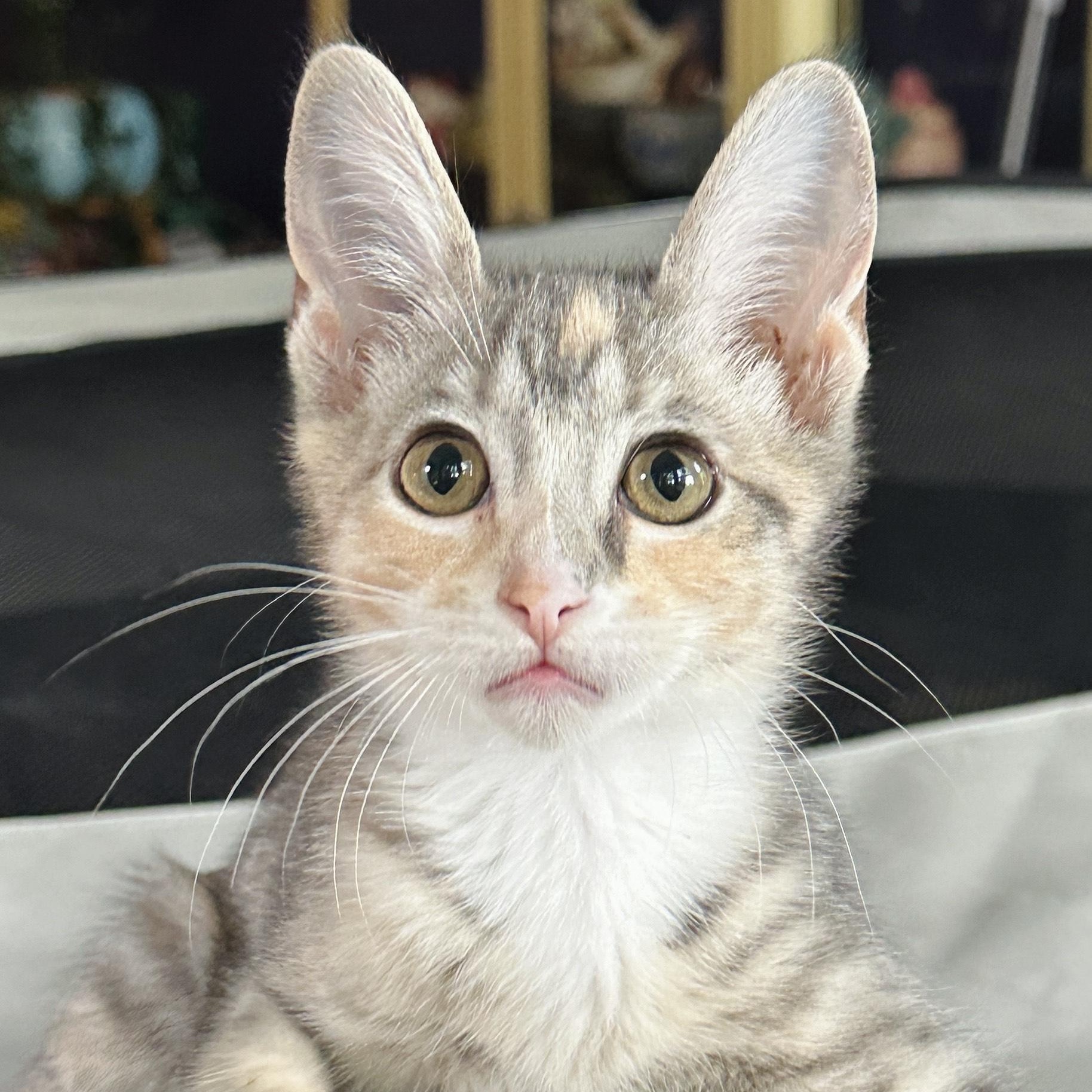 Dove (& Diva), Adoptable, Kitten Female Domestic Short Hair.
