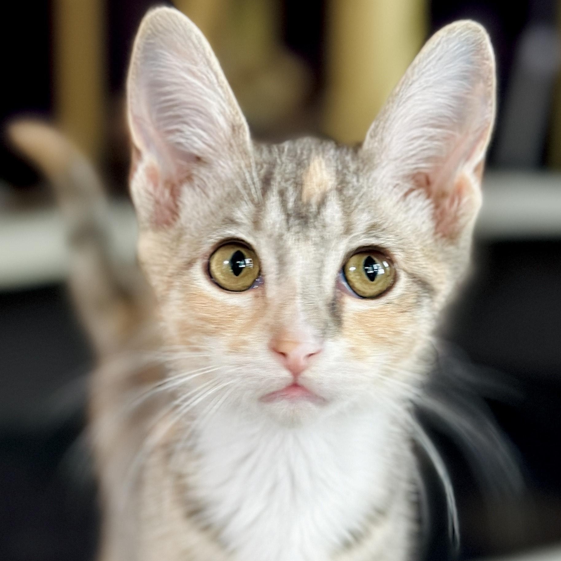 Dove (& Diva), a Adoptable Domestic Short Hair in Chicago, IL image 4/6