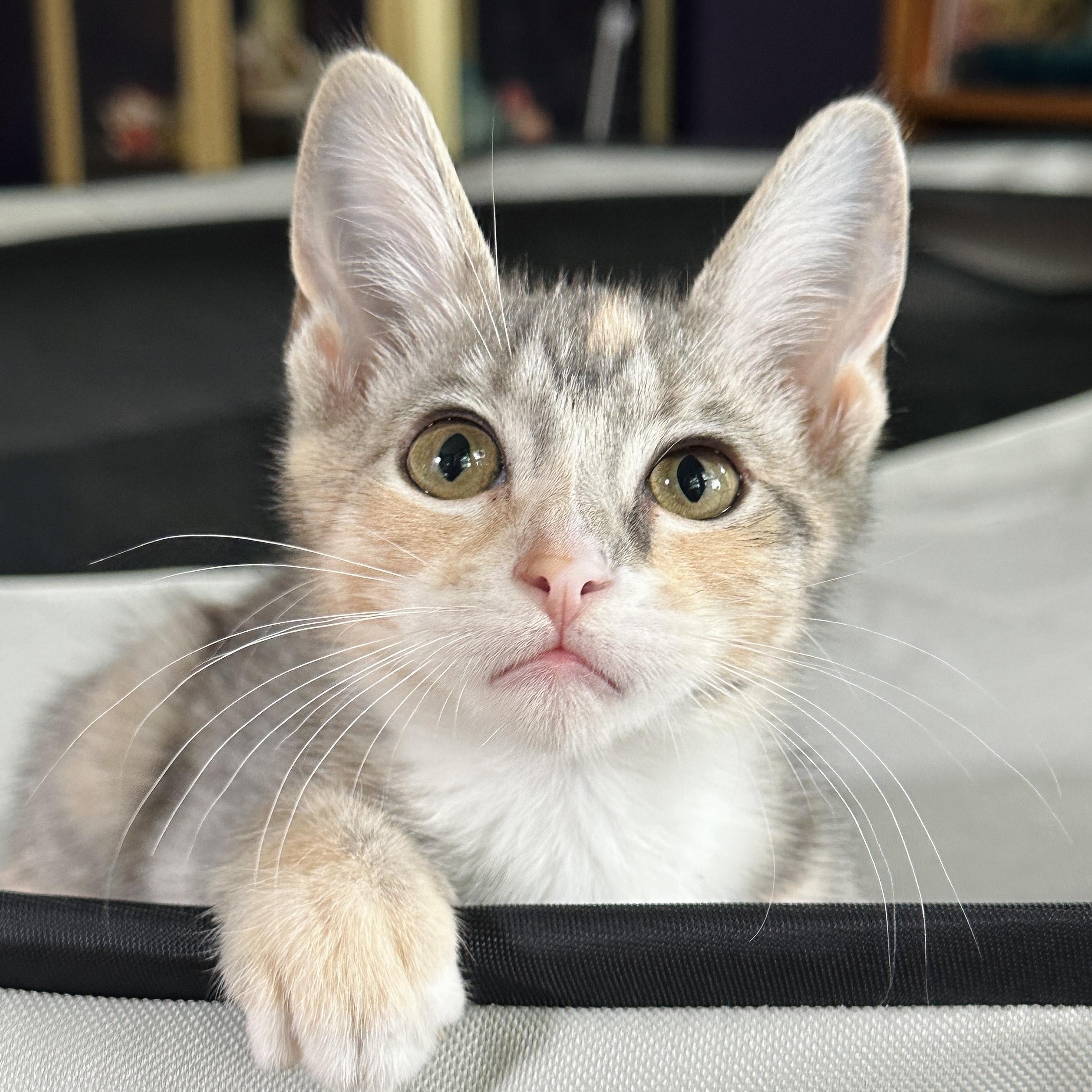 Dove (& Diva), a Adoptable Domestic Short Hair in Chicago, IL image 5/6