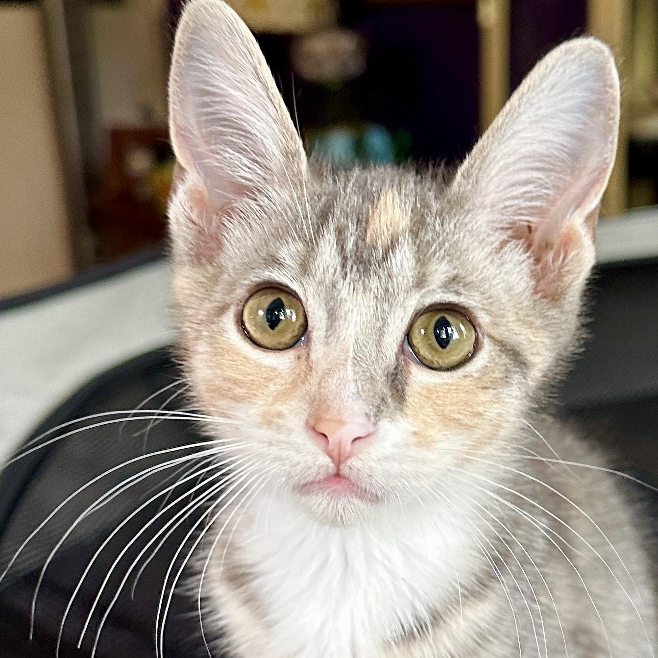Dove (& Diva), a Adoptable Domestic Short Hair in Chicago, IL image 6/6