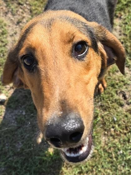 Enlarge Hickory, a Adoptable mixed breed in Conway, SC image 1/3