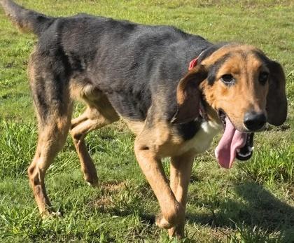 Enlarge Hickory, a Adoptable mixed breed in Conway, SC image 2/3