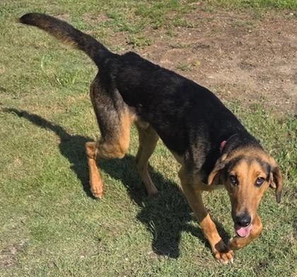 Enlarge Hickory, a Adoptable mixed breed in Conway, SC image 3/3