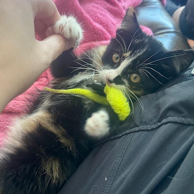 Phoenix, an adopted Domestic Medium Hair in Hudson, WI image 2/6
