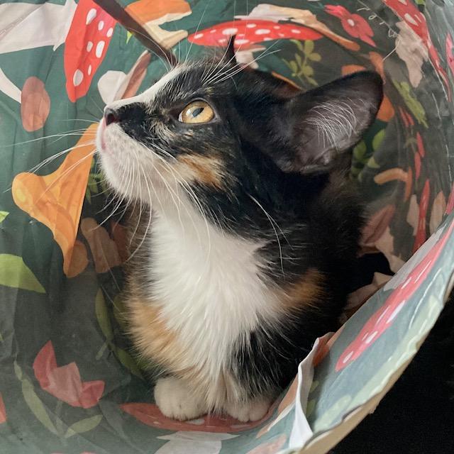 Phoenix, an adopted Domestic Medium Hair in Hudson, WI image 4/6