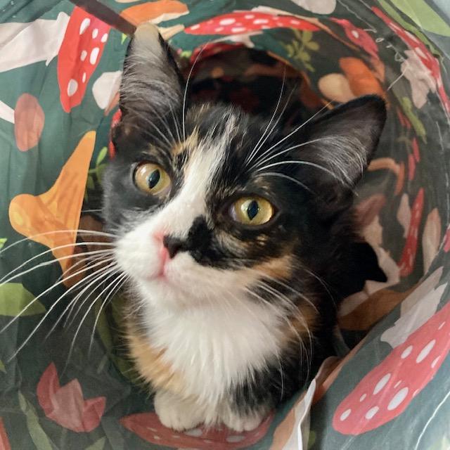 Phoenix, an adopted Domestic Medium Hair in Hudson, WI image 6/6